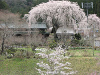 奥矢作湖畔の桜